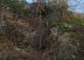 arboles-caidos-temporal-brigadas-verdes-14