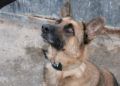 chico-alegre-malinois-busca-familia-definitiva-adopcion-protectora