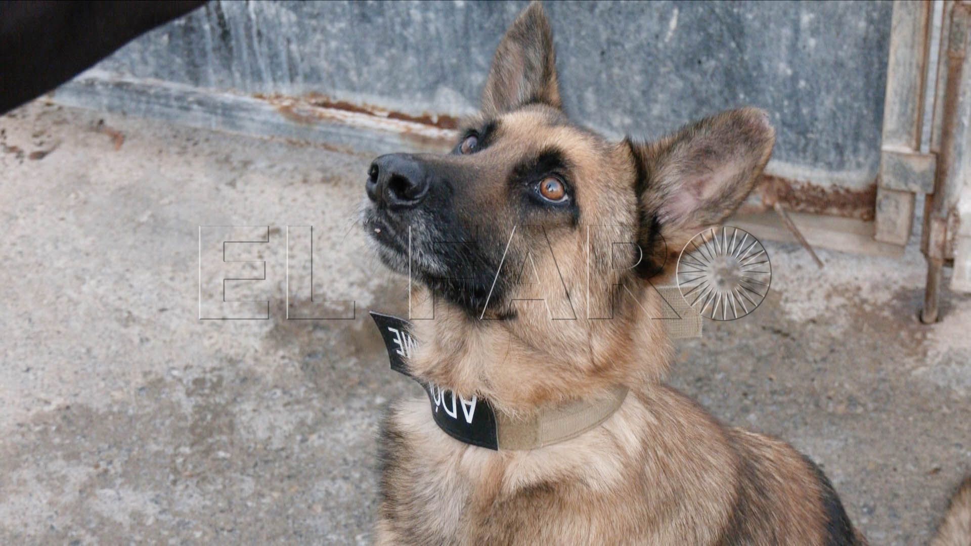 chico-alegre-malinois-busca-familia-definitiva-adopcion-protectora
