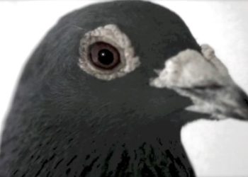 colaboracion-palomas-mensajeras-ejercito-africa-6