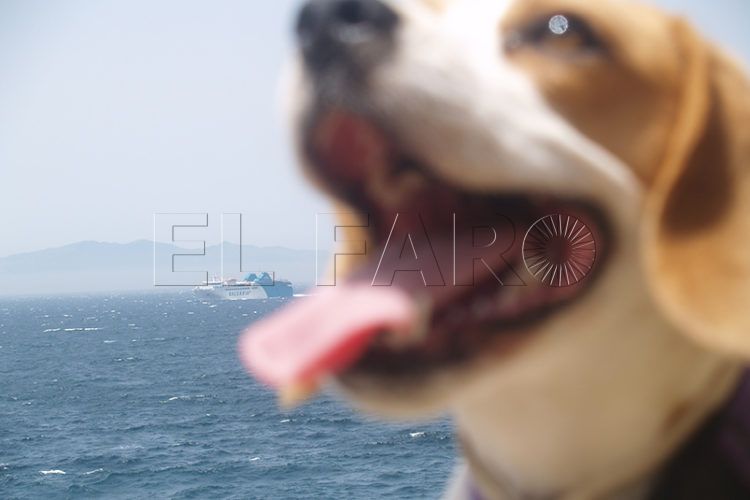 estado-defiende-control-perros-gatos-algeciras-protectora