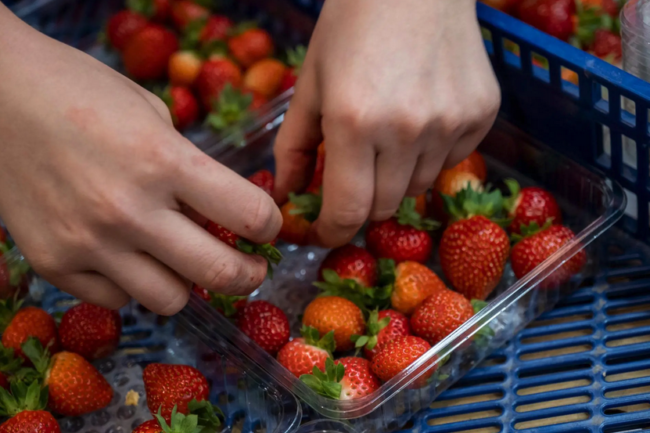 fresas-marruecos