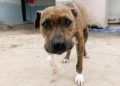 kiraz-perra-pitbull-busca-hogar-006