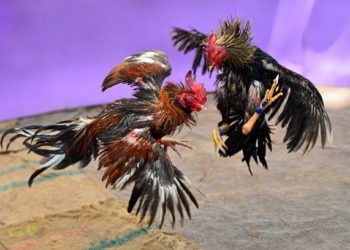 pelea-gallos