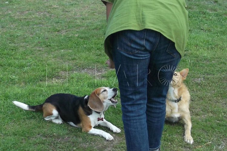 terapia-asistida-perros-victimas-violencia-genero
