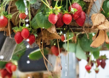fresas