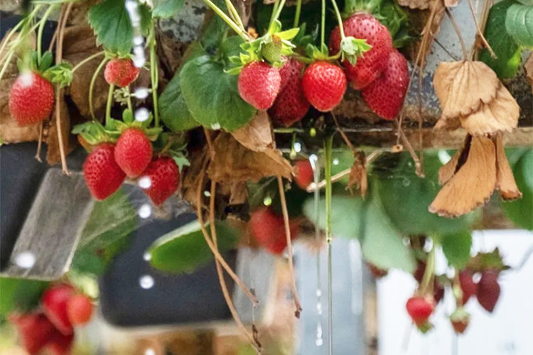 fresas
