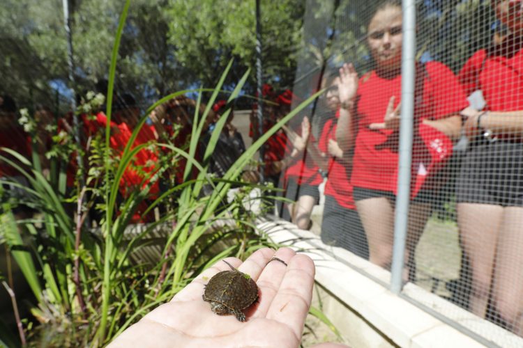 galapago-europeo-proyecto-fundacion-cepsa-ornitour-2