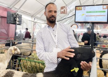precio-carne-oveja-eid-adha