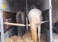 hachis-caballos-trafico-droga-guardia-civil-melilla