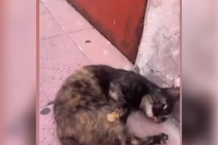 chats-noirs-denuncia-envenenamiento-gatos-recinto-real-90