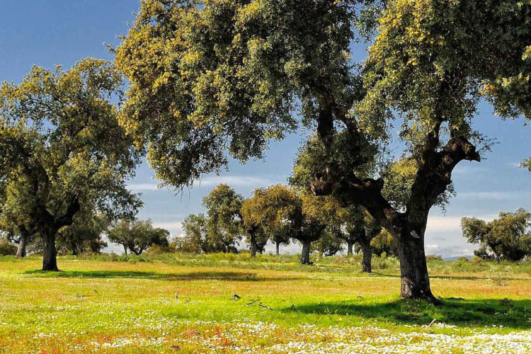 Landscape in the swamp of Gabriel y Galan. Extremadura. Spain.