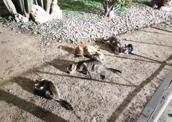 gatos-ceuta-gazaties