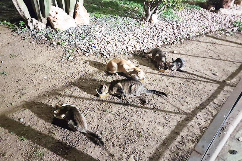 gatos-ceuta-gazaties