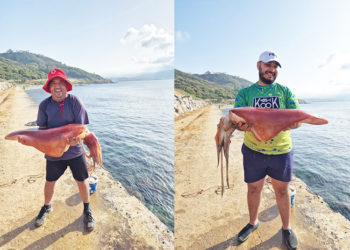 calamar-gigante-pescado-santa-catalina