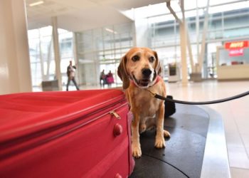 perro-viaja-avion