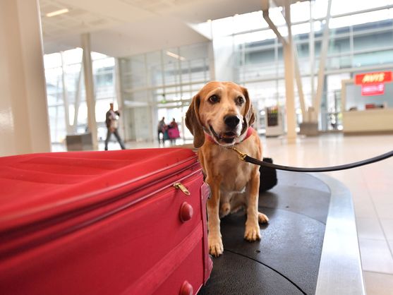 perro-viaja-avion
