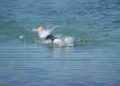 travesia-nado-playa-ribera-pineo-027