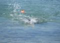 travesia-nado-playa-ribera-pineo-028