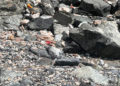 abandono-suciedad-playa-sarchal-convertida-vertedero-6