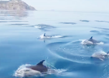 avistamiento-delfines-protocolo-seguir
