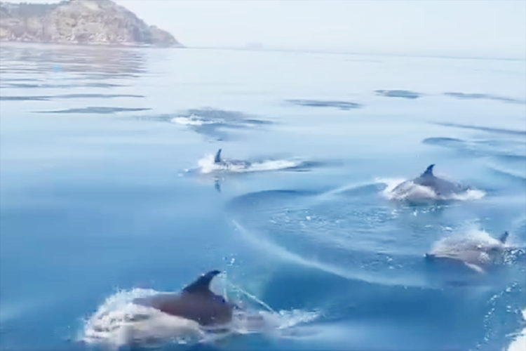 avistamiento-delfines-protocolo-seguir