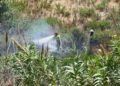 bomberos-incendio-arroyo-paneque-13