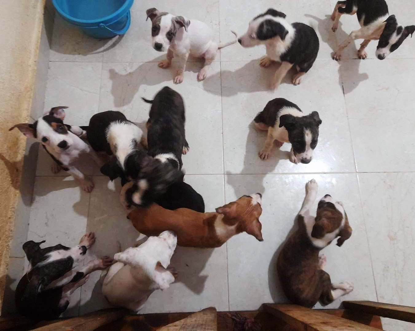 camada-cachorros-abandonados-1