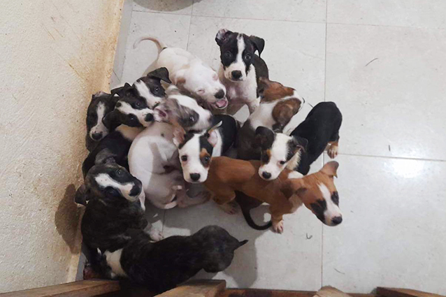 camada-cachorros-abandonados-2