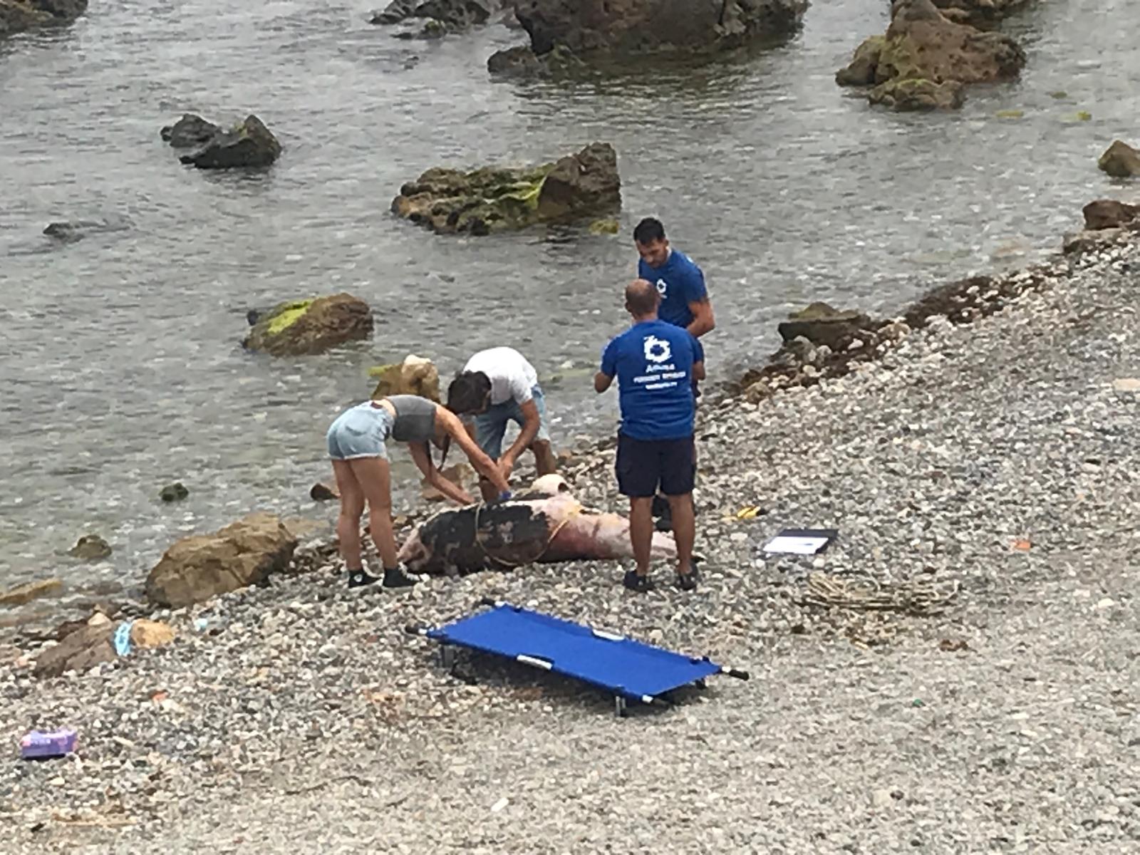 colaboracion-septem-nostra-varamientos-delfines-tortugas-1