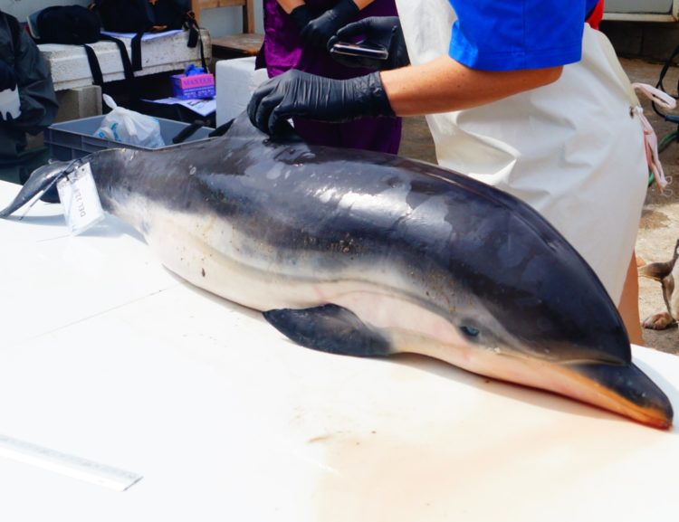 colaboracion-septem-nostra-varamientos-delfines-tortugas-2