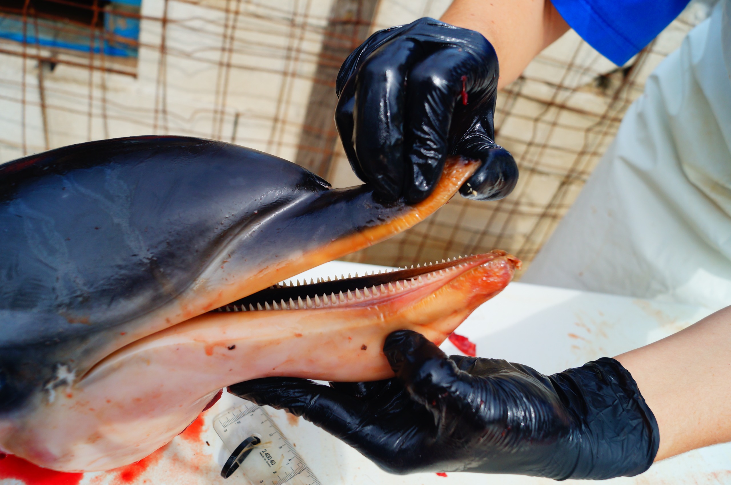 colaboracion-septem-nostra-varamientos-delfines-tortugas-3