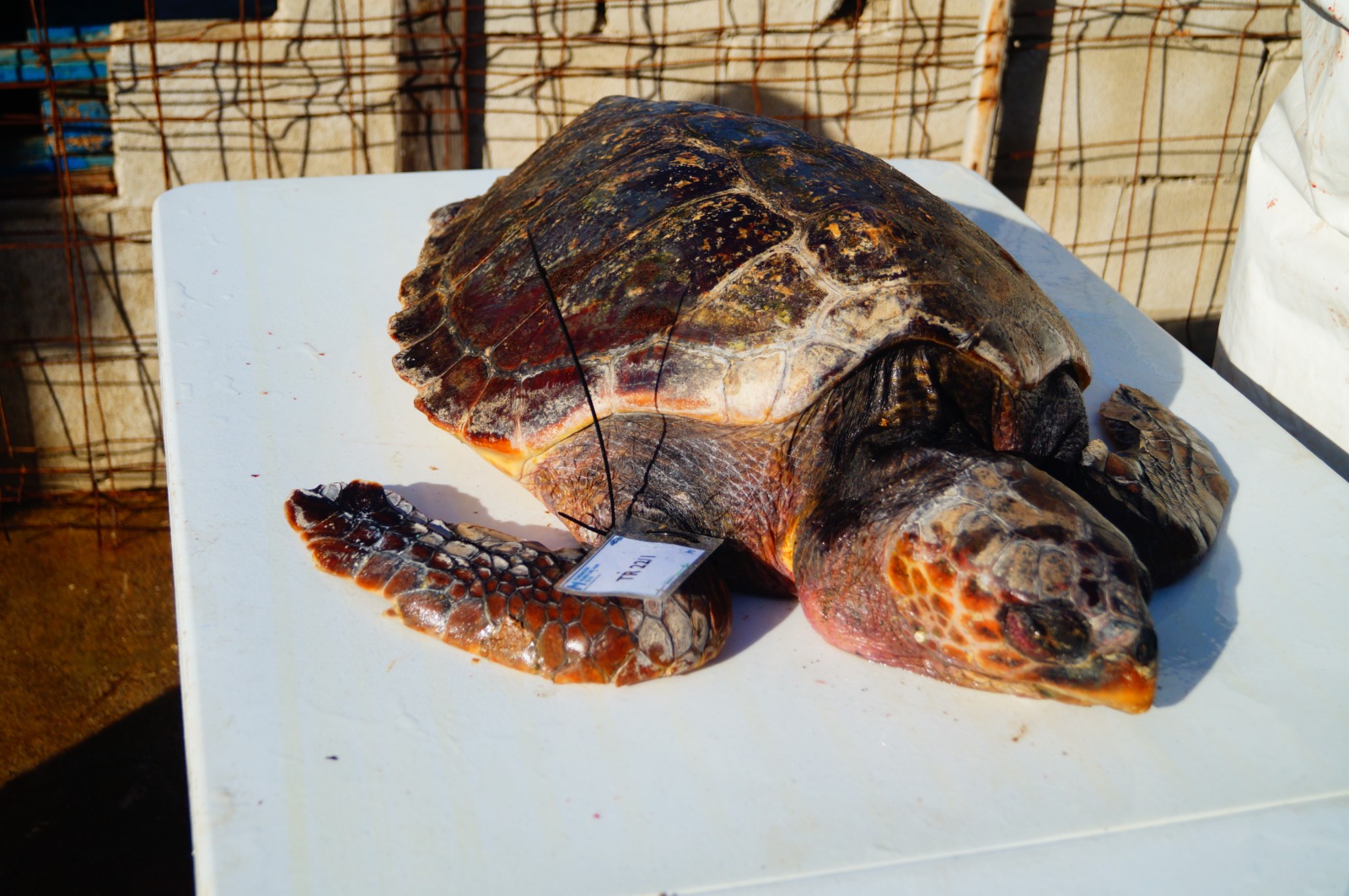 colaboracion-septem-nostra-varamientos-delfines-tortugas-4