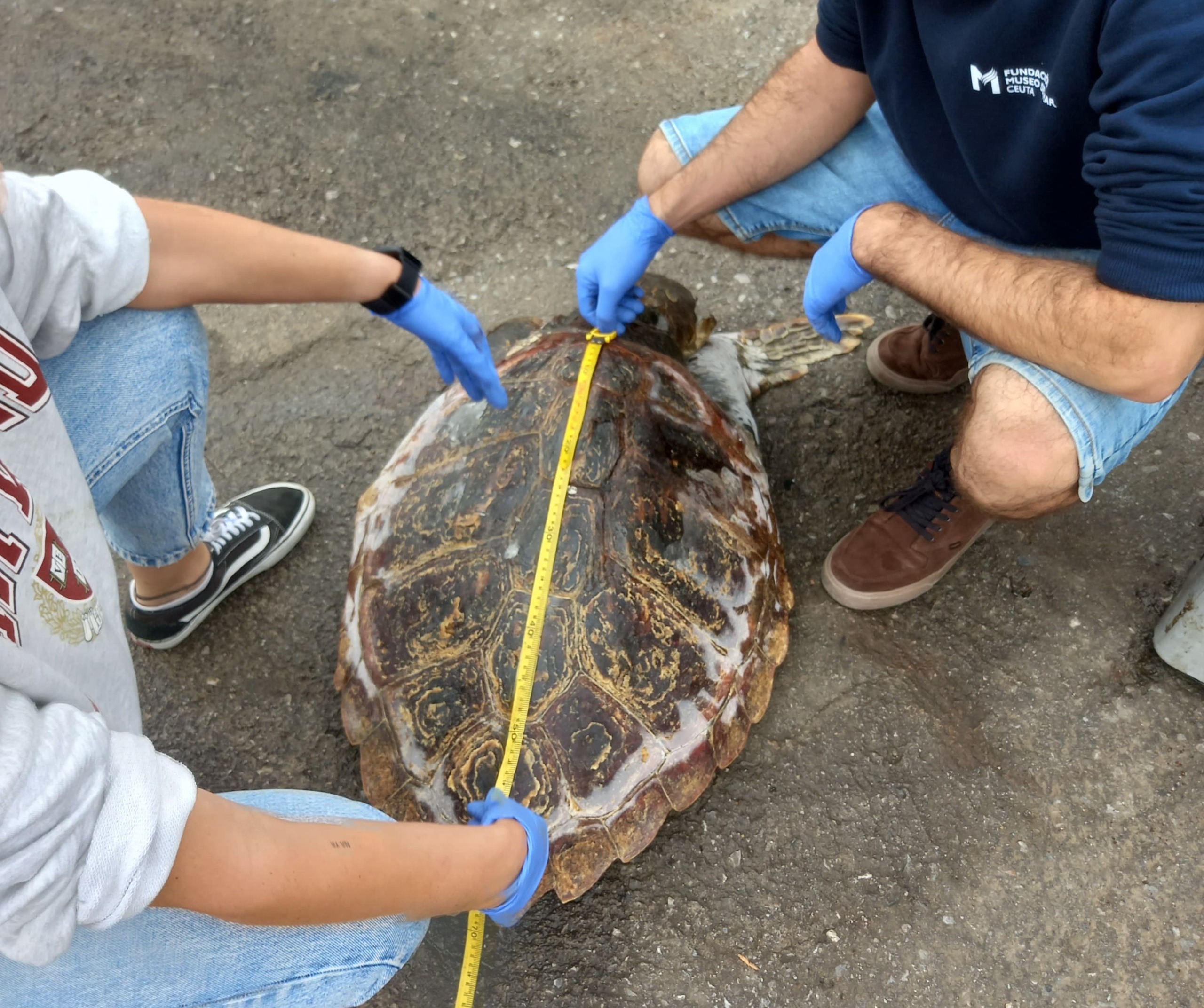 colaboracion-septem-nostra-varamientos-delfines-tortugas-5