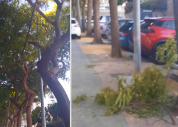 daubma-alerta-arbolado-parque-marina-trabajos-feria