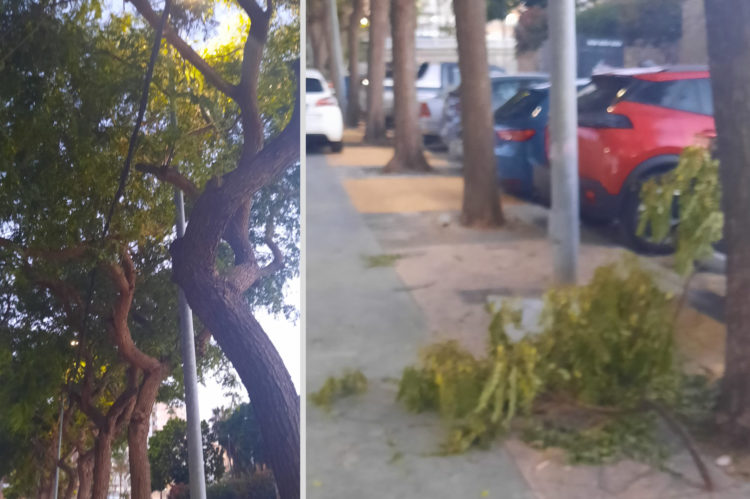 daubma-alerta-arbolado-parque-marina-trabajos-feria