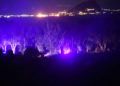 incendio-forestal-betel-2