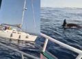 orcas-gigantes-acojonado