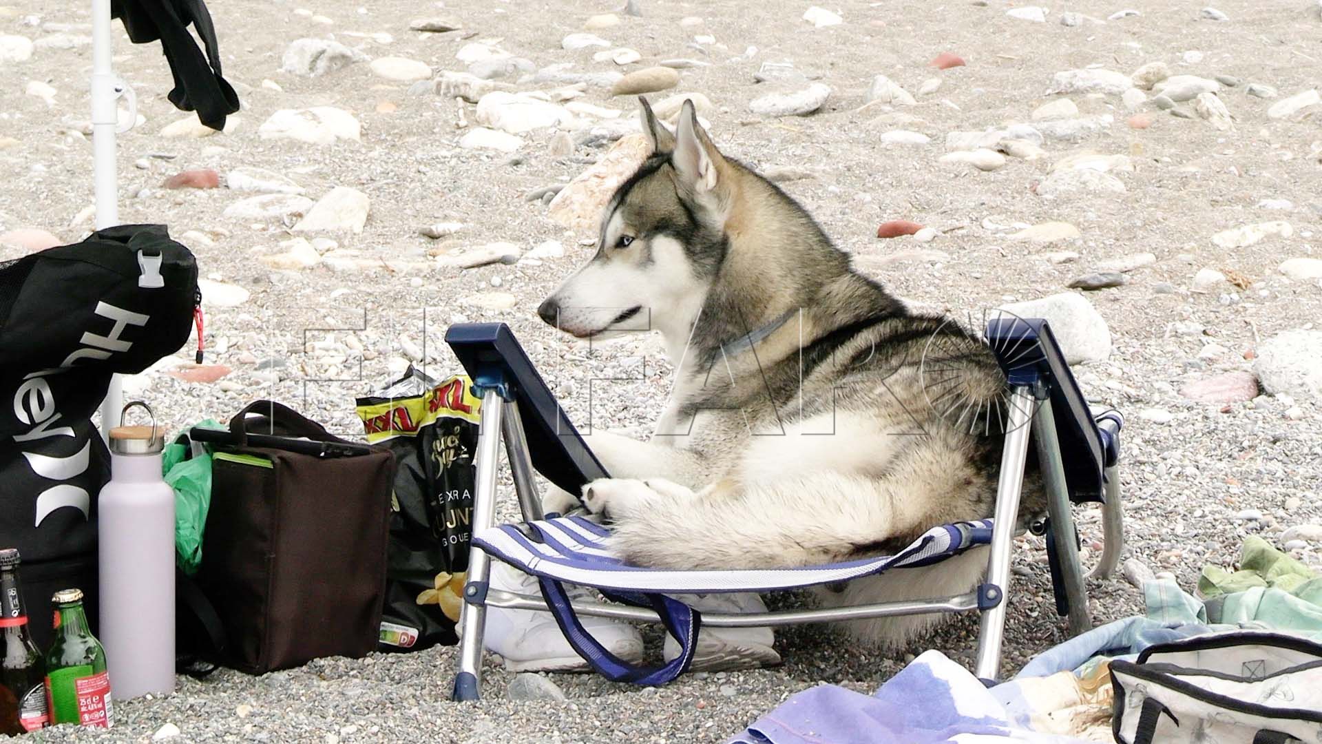 playa-perros-corrales