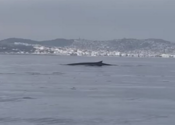 ballena-aguas-rincon-2