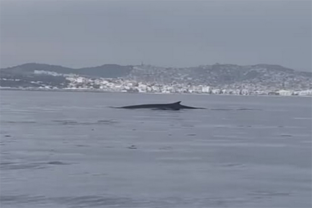 ballena-aguas-rincon-2