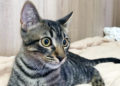 busco-casa-willy-ayudas-gato-002