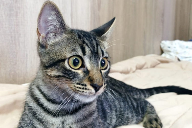 busco-casa-willy-ayudas-gato-002