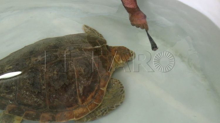 instalaciones-cecam-tortugas-recuperadas-11