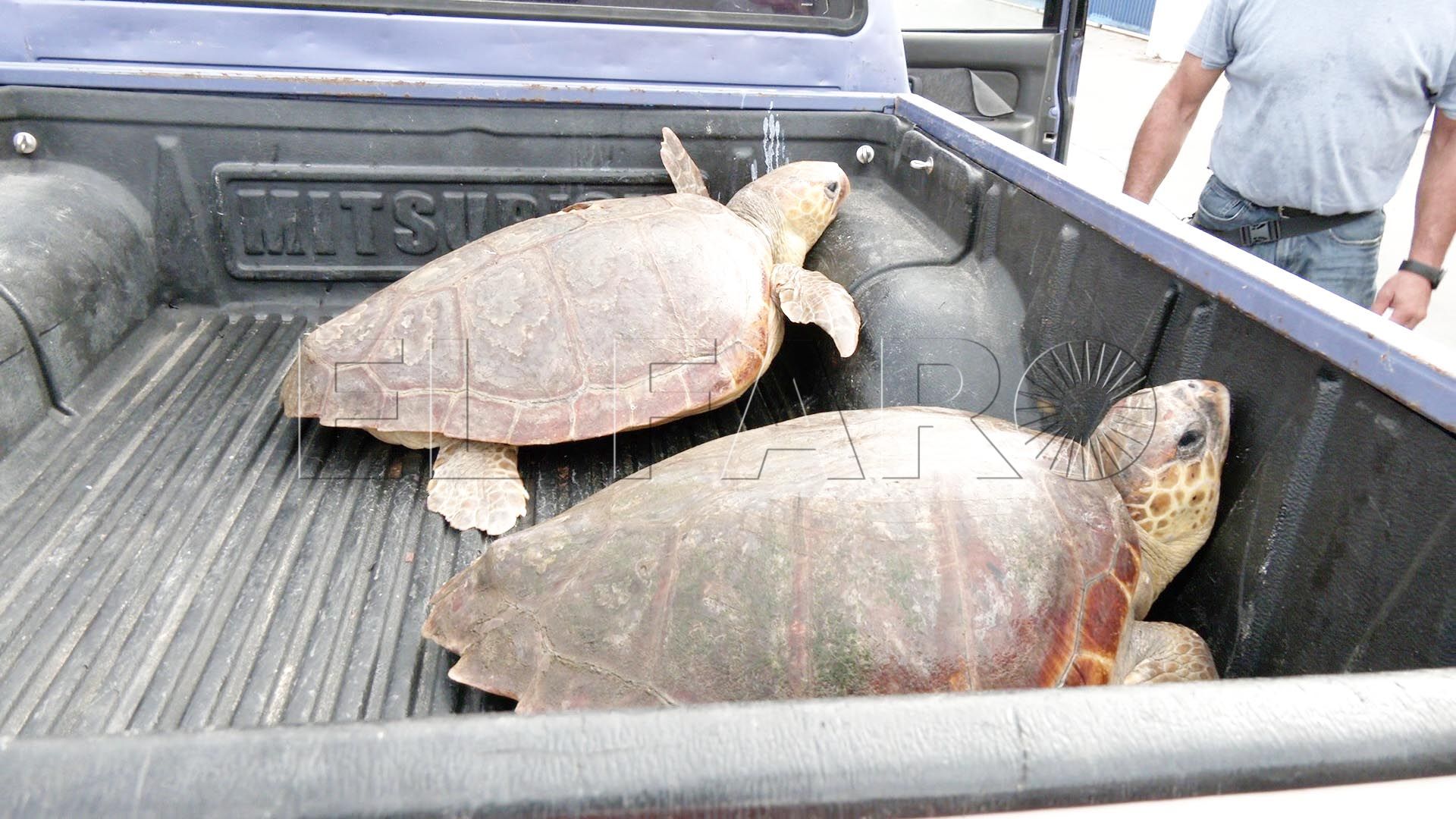 tortugas-vuelven-hogar-suelta-playa-san-amaro
