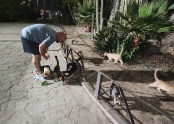 colaboracion-canonazo-gatos-perro-1