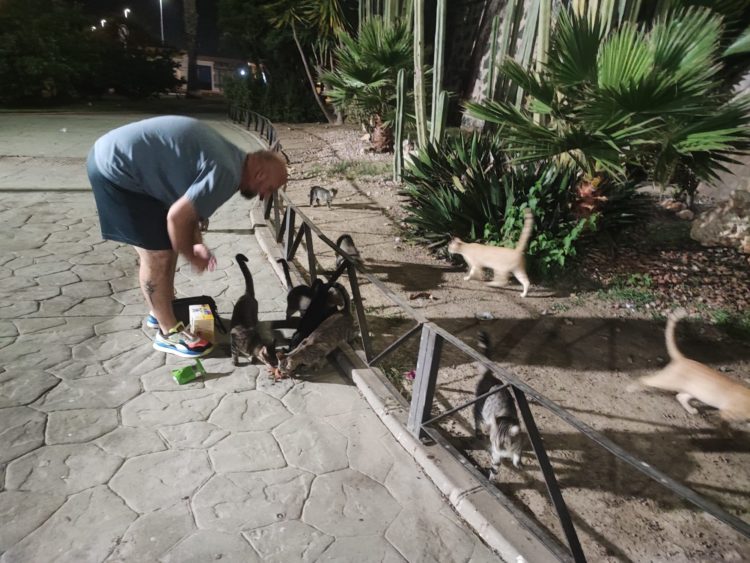 colaboracion-canonazo-gatos-perro-1