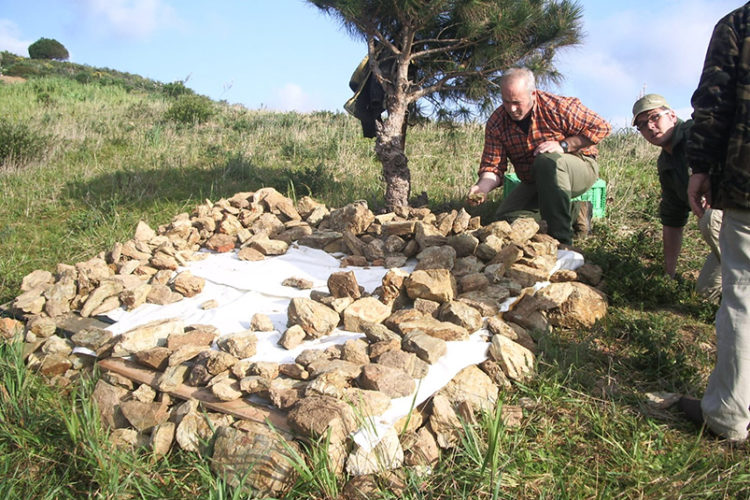conejos-montes-ceuta-mueren-mixomatosis