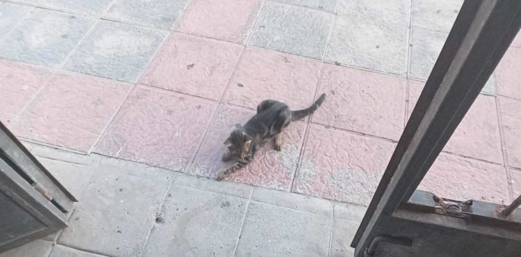 gato-envenenado-daubma-denuncia-maltrato-animal
