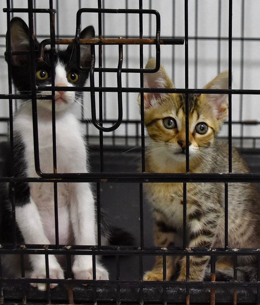 gatos-adopción-mistica-magneto